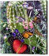 Butterflies In Desert Garden Acrylic Print