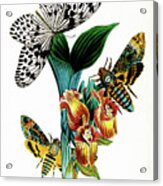 Butterflies, Moths And Orchids, Vintage Botanical Painting Acrylic Print