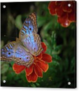 Butterfly 3 Acrylic Print