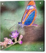 Butterfly #7 Acrylic Print