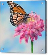 Butterfly And Blossom Acrylic Print
