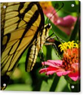 Butterfly And Zinnia Acrylic Print