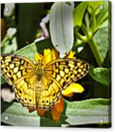 Butterfly At Rest Acrylic Print