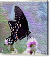 Butterfly Beauty Acrylic Print