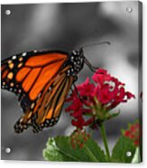 Butterfly Garden 01 - Monarch Acrylic Print