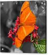 Butterfly Garden 16 - Julia Heliconian Acrylic Print