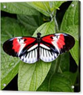 Butterfly World - Piano Key Butterfly Acrylic Print