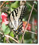 Butterfly Going For The Pollen Acrylic Print