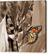 Butterfly In Sepia Acrylic Print