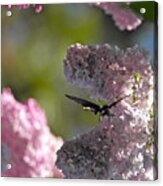 Butterfly In The Lilacs Acrylic Print
