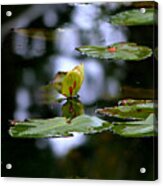 Butterfly Lily Pad Acrylic Print