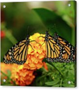Butterfly Monarchs On Mums Acrylic Print