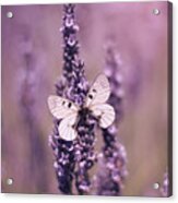 Butterfly On Lavender Acrylic Print