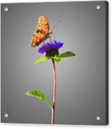Butterfly On Purple Flower Acrylic Print