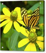 Butterfly On Yellow Flower Acrylic Print