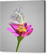 Cabbage White Butterfly Acrylic Print