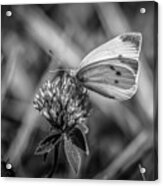 Cabbage White In Gray Acrylic Print