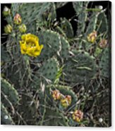 Cactus And Flowers Acrylic Print