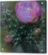 Cactus Bloom Acrylic Print