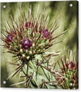 Cactus Buds Acrylic Print