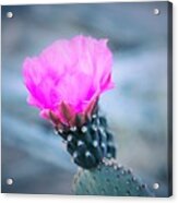 Cactus In Bloom Acrylic Print