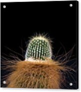 Cactus Photo Acrylic Print