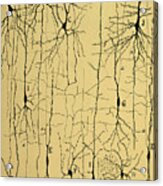 Cajal Drawing Of Microscopic Structure Of The Brain 1904 Acrylic Print