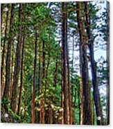 California Coast Redwood Trees Bixby Bridge Acrylic Print
