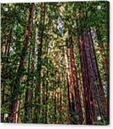 California Mountains -  Crowded Redwoods Acrylic Print