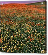 California Poppies At Dawn Lancaster California Acrylic Print