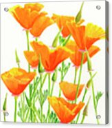 California Poppies Square Design Acrylic Print