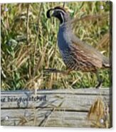 California Quail Says I Dont Like Being Watched Acrylic Print