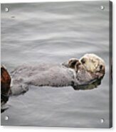 California Sea Otter Acrylic Print
