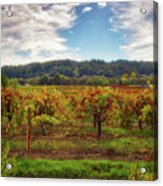 California Wine County - Sonoma Vineyard Acrylic Print
