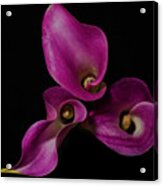 Calla Lilies #1 Acrylic Print