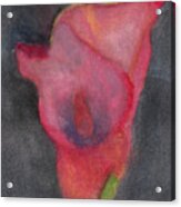 Calla Lily Acrylic Print