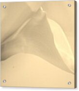 Calla Lily In Sepia Acrylic Print