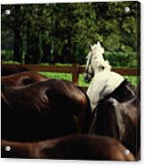 Calm Horses Acrylic Print