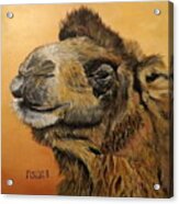 Camel Acrylic Print