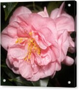 Camellia Acrylic Print