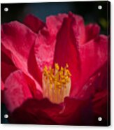 Camellia Red Acrylic Print