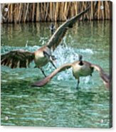 Canada Geese Chase 4906 Acrylic Print