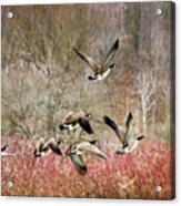 Canada Geese In Flight Acrylic Print