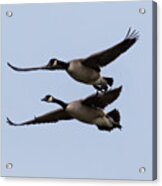 Canada Geese In Flight Acrylic Print