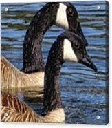 Canada Geese Acrylic Print