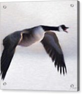Canada Goose Acrylic Print