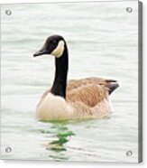 Canada Goose Acrylic Print