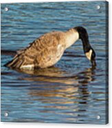 Canada Goose Reflections Acrylic Print