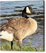 Canada Goose Standing At Waters Edge Acrylic Print