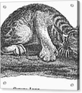 Canada Lynx, 1873 Acrylic Print